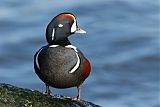 Harlequin Duckborder=